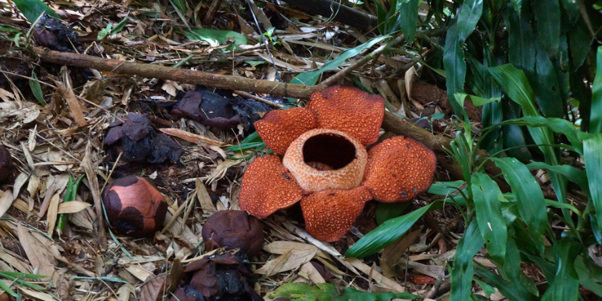 Rafflesia, ”maailman suurin kukka”.