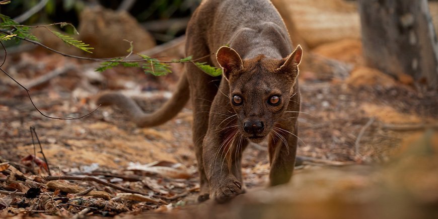 Fossa