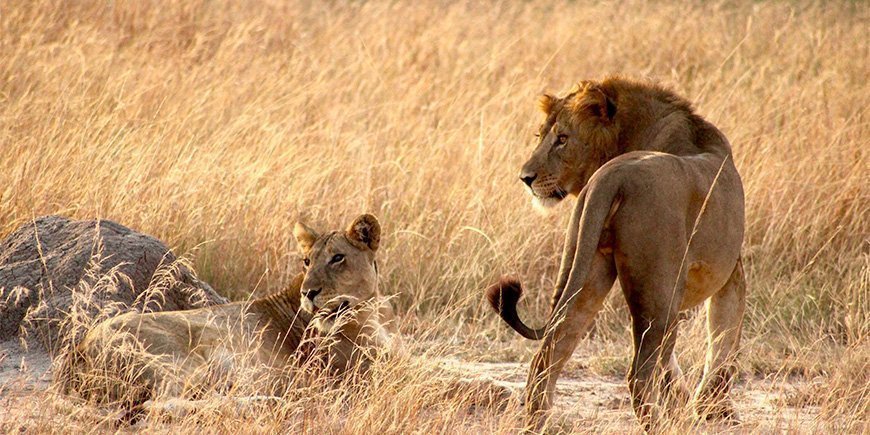 Leijona ja leijonanaaras ruohikossa Queen Elisabethin kansallispuistossa Ugandassa