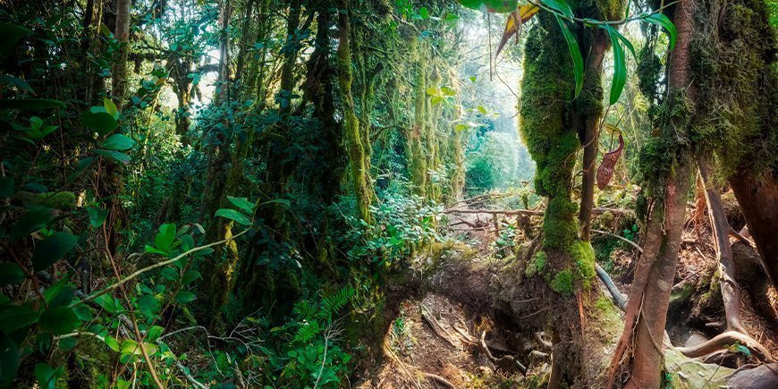 Mystiikkaa sammaloituneessa metsässä