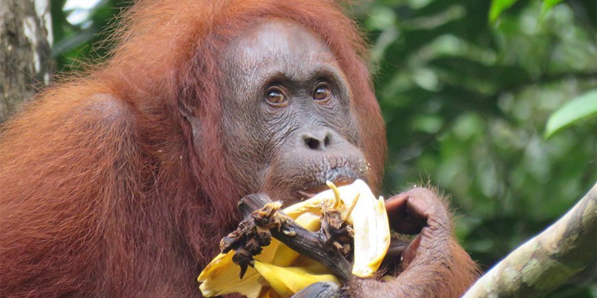 Orang-oetan in Semenggoh Wildlife Centre
