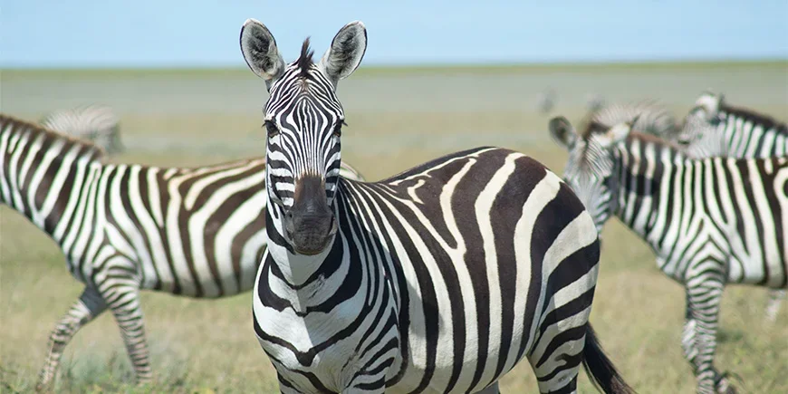 Seeprat katsoo kohti kameraa