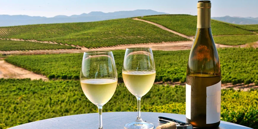 Kaksi viinilasia Napa Valleyn maisemissa