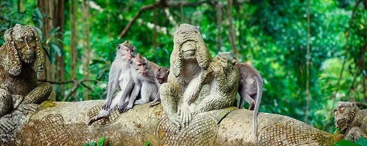 Apinoita norsupatsaalla Ubudin apinatemppelissä, Bali