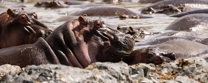 Virtahepo hippo-poolissa