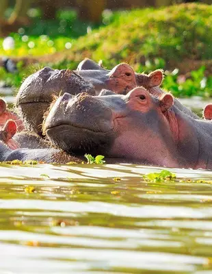 Kaksi virtahepoa järvessä