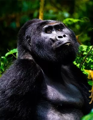 Gorilla Bwindi Impenetrable -metsässä, Uganda