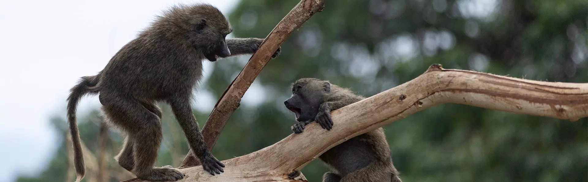 Apinoita leikkimässä puussa