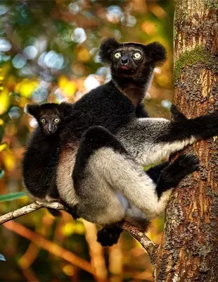 Indri-lemuri vauvan kanssa selässään Andasibe Mantadian kansallispuistossa.