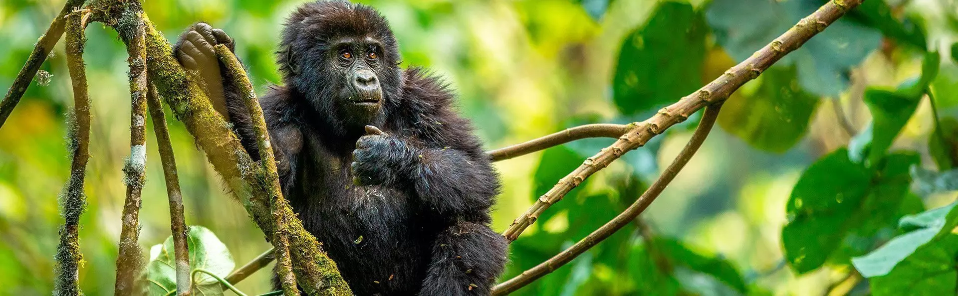 Gorillavauva puussa viidakossa