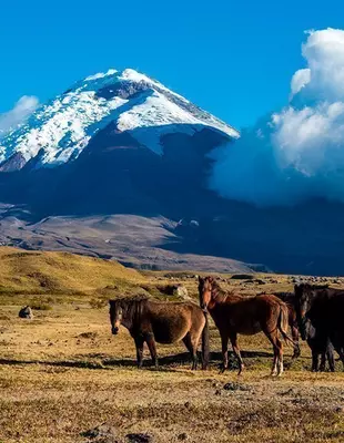 Villihevosia ja taustalla Cotopaxi-tulivuori