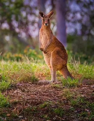 Australian harmaaisokenguru rannalla Pohjois-Queenslandissa
